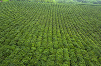 ���Ĳ����԰