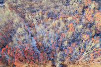 �����ֺ�ѩԭ����ѩ�� 