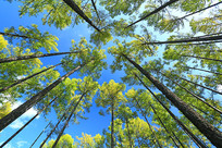 ������Ҷ��������ɫ