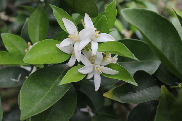 ʢ������Ȼ�