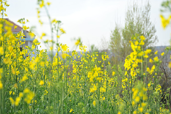 �����Ͳ˻� 