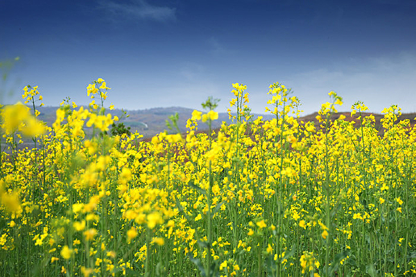 ʢ�����Ͳ˻�