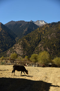 ��ԭ�����ţ