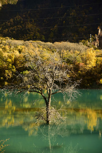 ��ԭ���ϡ���֥��ɫ