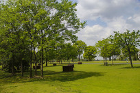 ����ɭ��