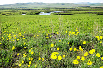 ��ɫ����Ұ������