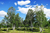 ��ɫԭҰ�����־���