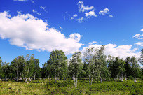 ������ɫԭҰ������ 