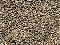 ����������ɹ������