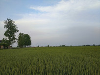 ��ɫ�������