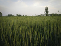 ��������羰