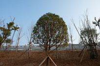 ��Ͽˮ��֮��ɽ�ⰶ������