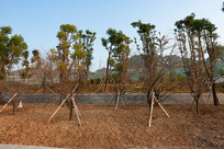 ��Ͽˮ��֮��ɽ�ⰶ������ľ