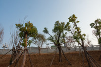 ��Ͽˮ��֮��ɽ�ⰶ�̻�����