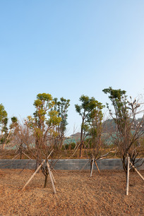 ��Ͽˮ��֮��ɽ�ⰶֲ������