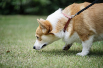 �ݵ��ϵĿ»�