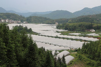 ��ɽ�´�����ֲ