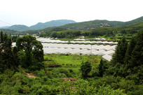 ��ɽ�´�����ֲ����