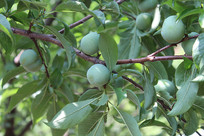 ������д