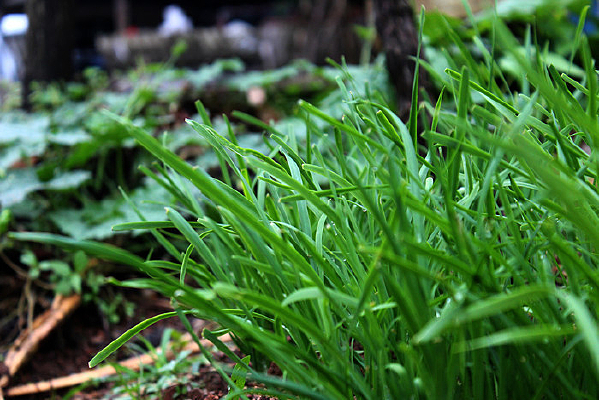 ���ڳɳ��ľ²�