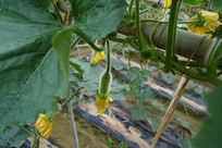 С���ϴ�С��д