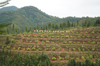 ɽ�ϵ���������԰