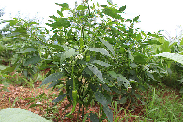 ���ڳɳ�������