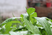 ���ڳɳ������