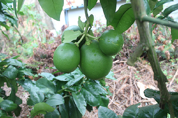 ���ڳɳ�������