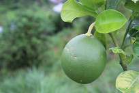 һ����ɫ����