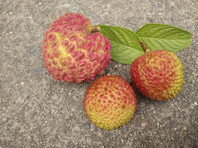 ������֦