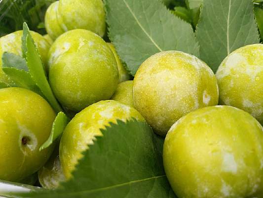 �ó�������