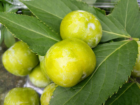 ��Ҷ������