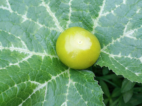 ��Ҷ��������