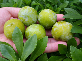 ����������ͼ