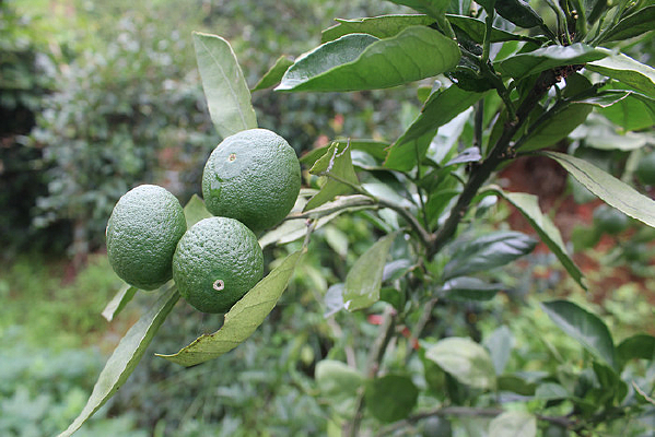 ���ڳɳ������