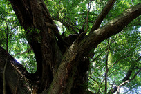 ������֦