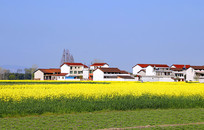 �����Ͳ�