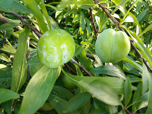 �����ӹ���