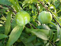 �����ӹ���