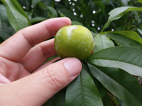 ������֦ͷ