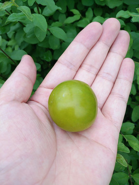Ĵ