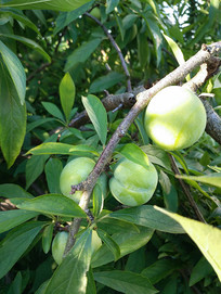 ֦ͷ������