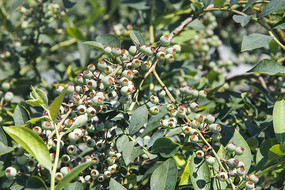 ��԰��ݮ��