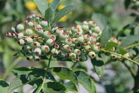 ��԰�ʹ���ݮ