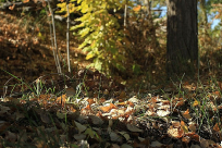 ��Ҷ����