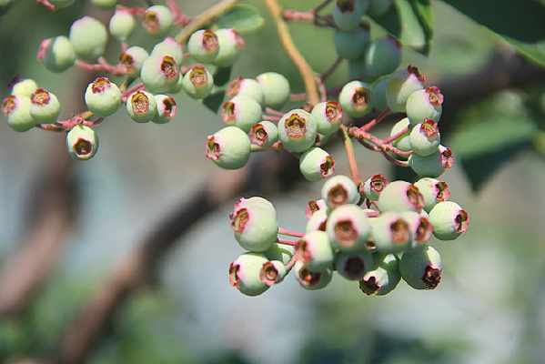 ֦ͷ��ݮ����