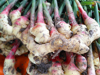 ��Ҷ����