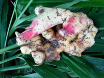 ��Ҷ�����ز�