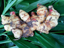 ��Ҷ����